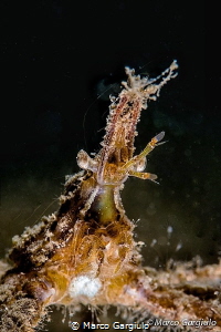 Mymetic crab by Marco Gargiulo 